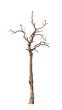 Old and dead tree isolated on white background