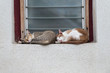 Foto: Two cats sleep on window Two cats sleep on window