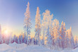 winter landscape