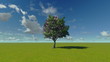 Money tree. Time lapse.