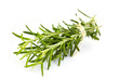 Photo: fresh rosemary fresh rosemary