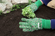 Planting plant