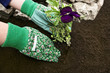 Planting Flowers
