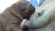 mongrel puppy sucking milk