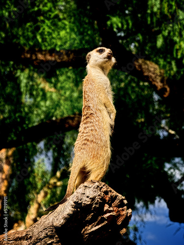 Photo: Meercat on duty Meercat on duty