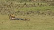 Female lion and hyena sharing a wildebeest