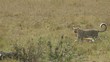 Leopard dragging pray in savannah