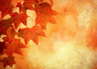 grunge background with autumn leaves