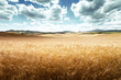 barley  hills Tuscany, Italy