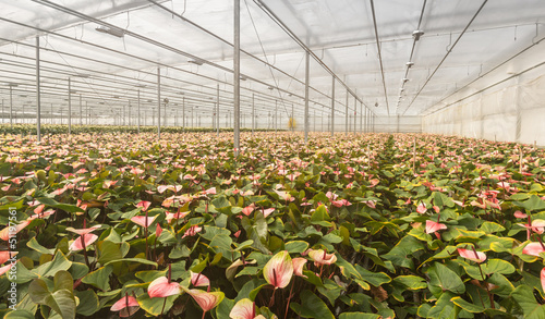 Photo: Flamingo Flower plants in a Dutch flower nursery Flamingo Flower plants in a Dutch flower nursery