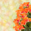 bouquet of orange  roses
