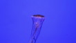 jellyfish medusa underwater video 1080p