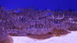 jellyfish medusa underwater video 1080p