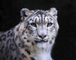 isolated snow leopard on black background