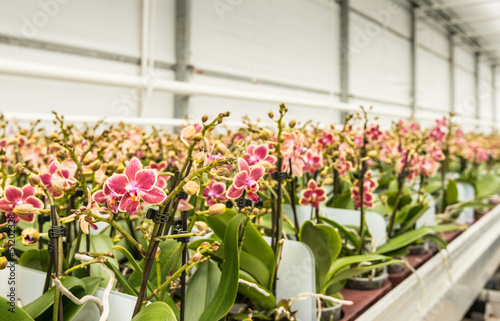 Photo: Rows of colorful mature orchid plants ready for transport Rows of colorful mature orchid plants ready for transport