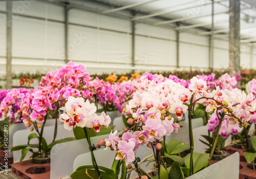Photo: Rows of colorful blooming mature orchid plants ready for transpo Rows of colorful blooming mature orchid plants ready for transpo