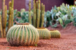 Cactus Garden
