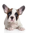 French bulldog puppy