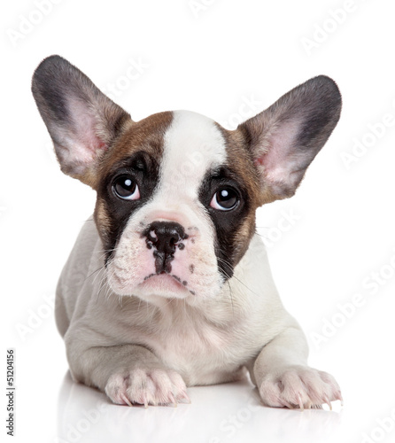 Photo: French bulldog puppy French bulldog puppy