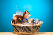 Foto: gift in a basket against blue background gift in a basket against blue background