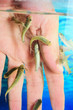Manicure fish spa beauty treatment