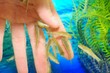 Manicure fish spa beauty treatment