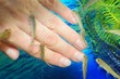 Manicure fish spa beauty treatment