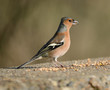 Photo: Chaffinch Chaffinch
