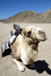 Dromedar in der Sahara