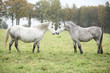 Welsh mountain ponnies in autumn