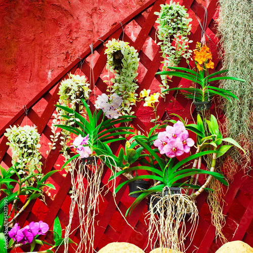 Photo: Wall decorated with different tropical orchid flowers Wall decorated with different tropical orchid flowers