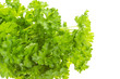 Ripe fresh Parsley