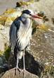 heron