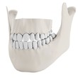 3d human jaw bone closed  with teeth
