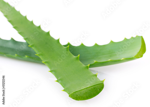 Photo: Aloe vera Aloe vera