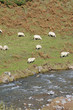 Sheep on pasture along the river