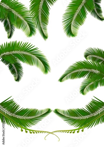 Vector: Set of backgrounds with palm leaves. Vector illustration Set of backgrounds with palm leaves. Vector illustration