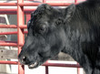 Close up of a Black Cow