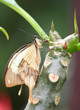 Photo: Swallowtail Butterfly holding on the body of plumeria flower Swallowtail Butterfly holding on the body of plumeria flower