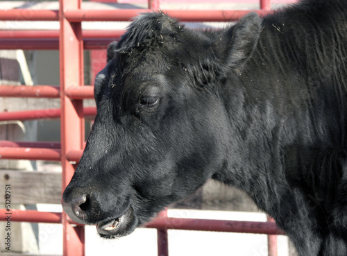 Photo: Close up of a Black Cow Close up of a Black Cow
