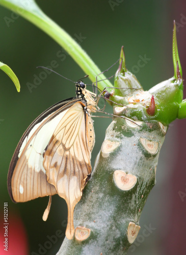 Photo: Swallowtail Butterfly holding on the body of plumeria flower Swallowtail Butterfly holding on the body of plumeria flower