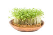 watercress