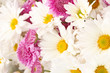 bouquet of daisies isolated on white