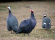 Photo: Singing trio Singing trio