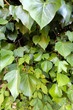 Ivy background