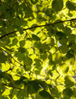 Light filtering through vegetation