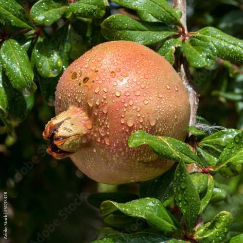 Photo: Pomegranate Pomegranate