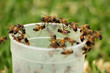 Photo: Picture of African Honey Bees on Glass Picture of African Honey Bees on Glass