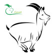 Vector image of an goat on white background