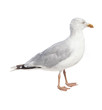 Seagull